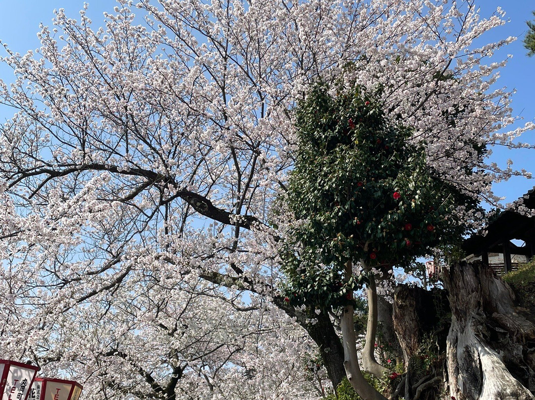 Maruoka Castle-坂井市必去景点