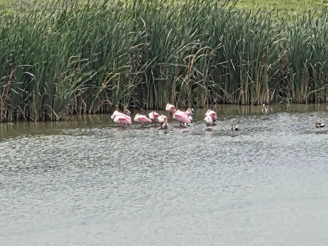 Leonabelle Turnbull Birding Center-阿兰瑟斯港必去景点