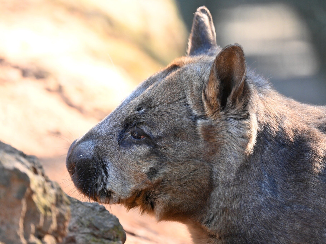 Featherdale Sydney Wildlife Park-Doonside必去景点