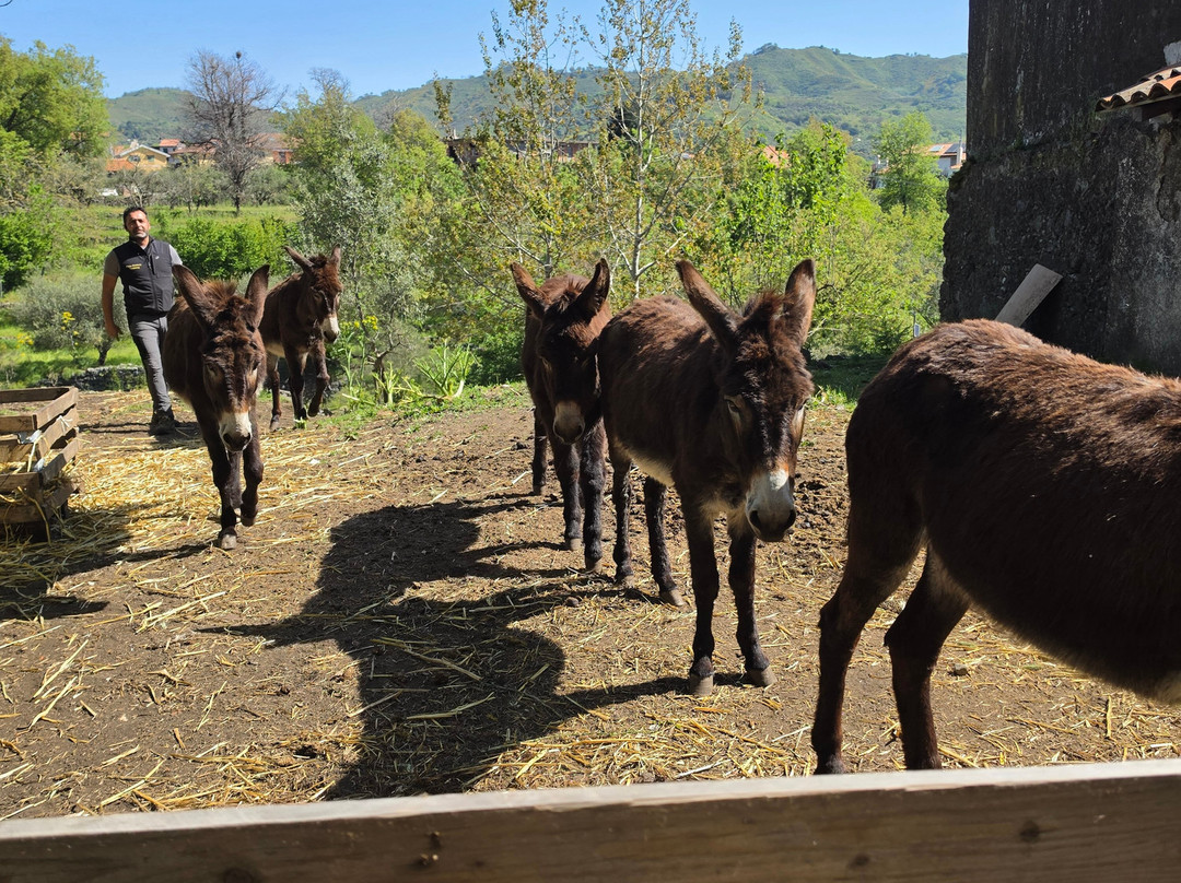 Etna Donkey Trekking-林瓜格洛萨必去景点