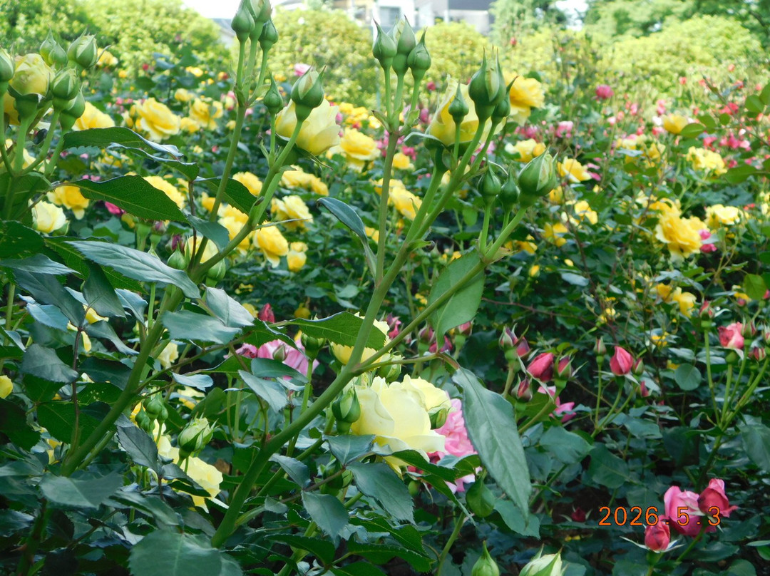 Yono Park-埼玉市必去景点