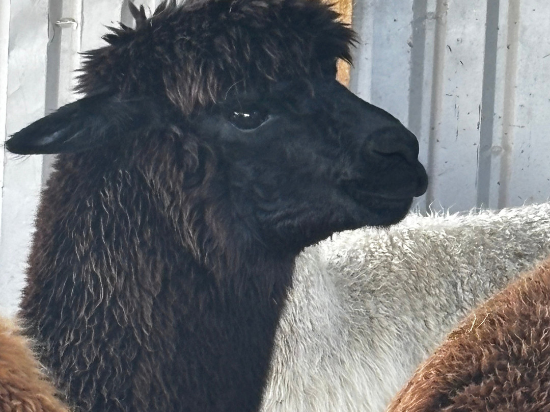 Seaside Alpacas West Cork-Union Hall必去景点