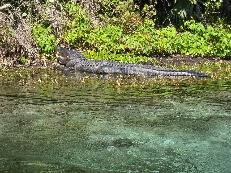 Silver Springs State Park-Silver Springs必去景点