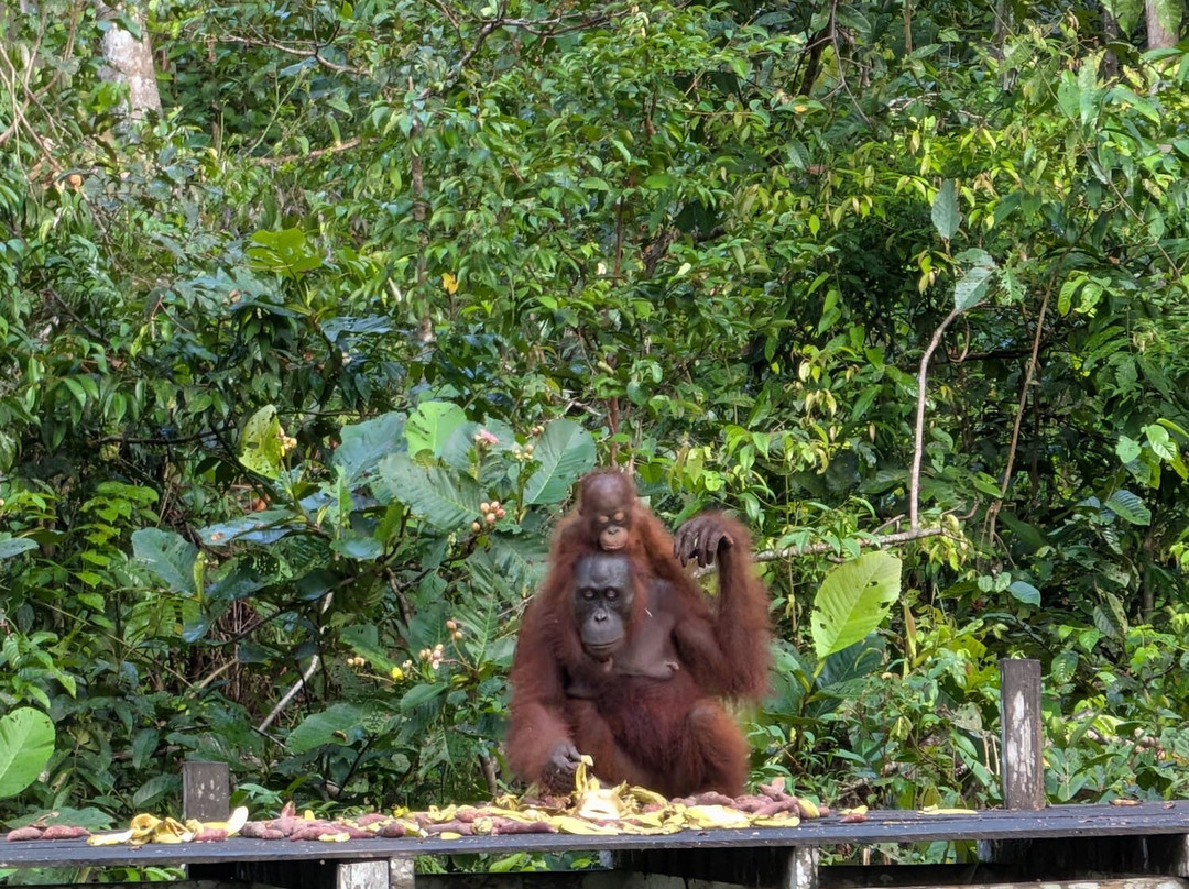 Guia En Borneo-Pangkalan Bun必去景点