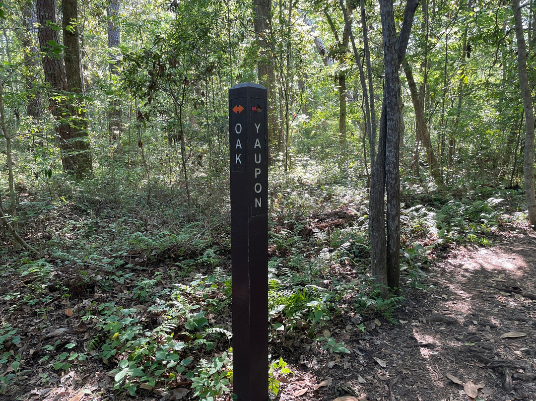 Myrtle Beach State Park-美特尔海滩必去景点