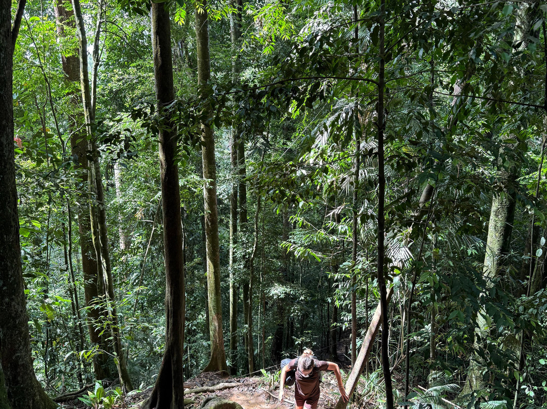 Trekking Orangutan Sumatra-武吉拉旺必去景点