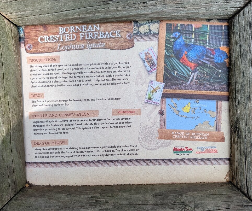 St. Augustine Alligator Farm Zoological Park-圣奥古斯丁必去景点