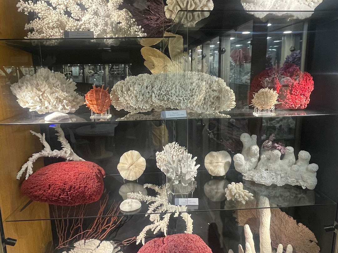 Museum du Coquillage-莱萨布勒多洛讷必去景点