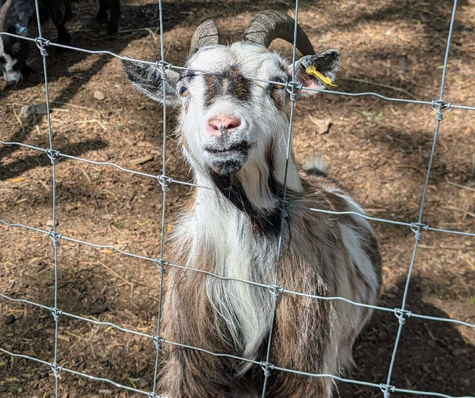 Greenacres Animal Park-Deeside必去景点