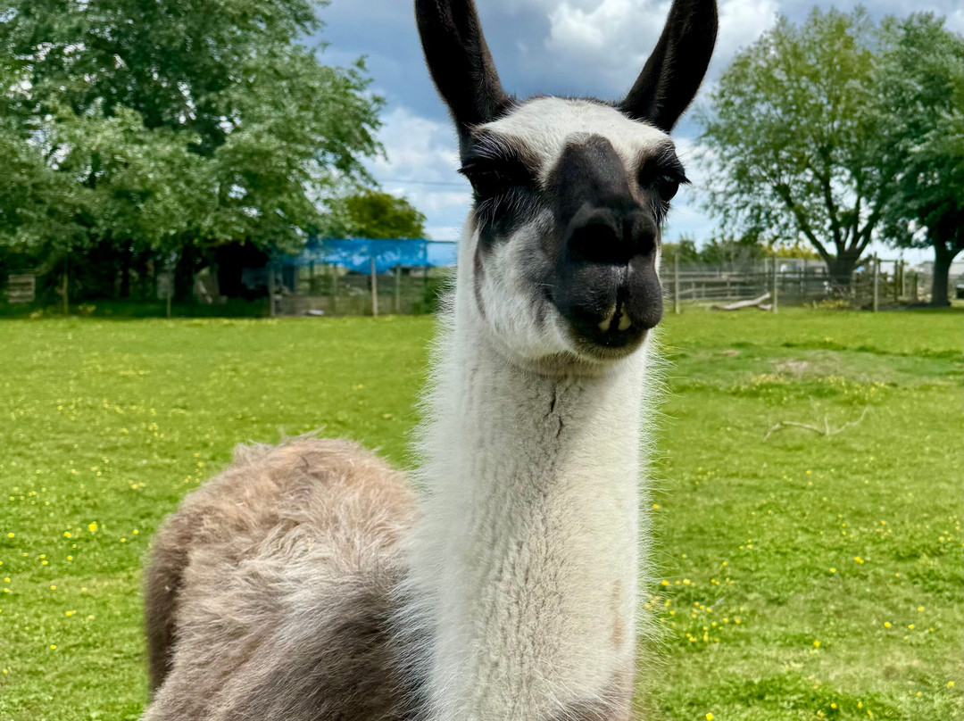 Marsh Farm Animal Adventure Park-Woodham Ferrers必去景点