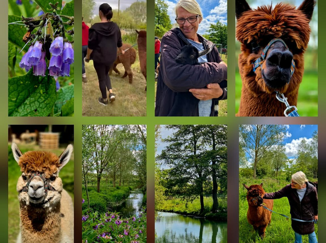 Blackwater Alpacas & Pygmy Goats-布伦特里必去景点