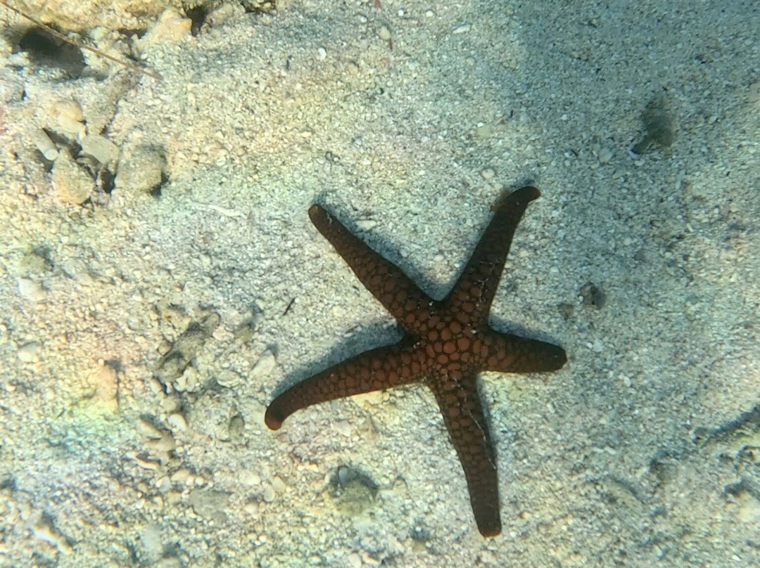 Vitamin Sea Mauritius-黑河必去景点