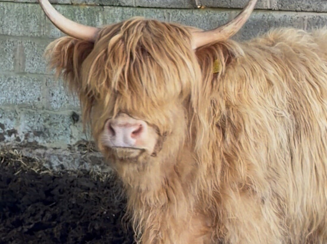 Meikle Westland Farm主图
