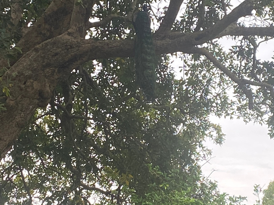 Icowin Tours-Embilipitiya必去景点