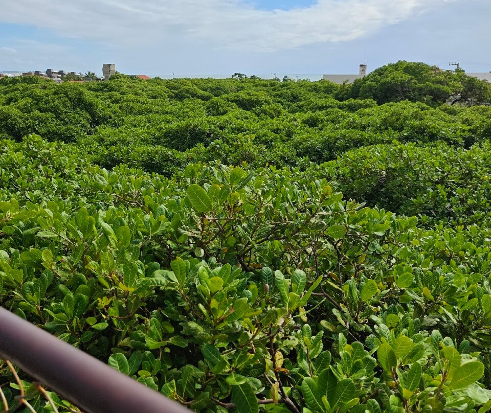 Cajueiro de Pirangi-Pirangi do Norte必去景点