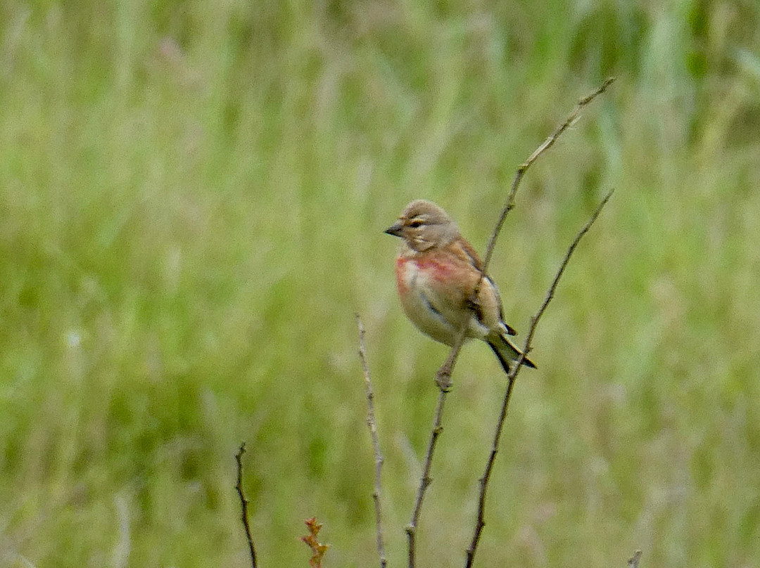 Spurn Bird Observatory-Kilnsea必去景点