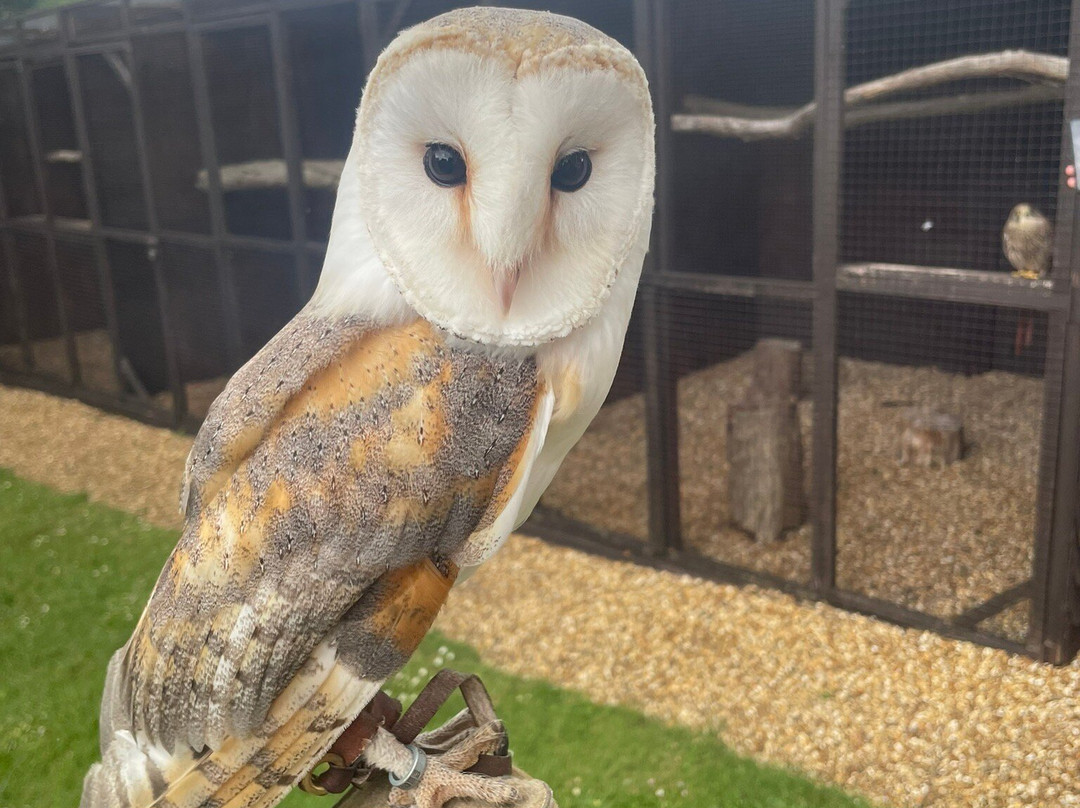 West Sussex Falconry-Compton必去景点