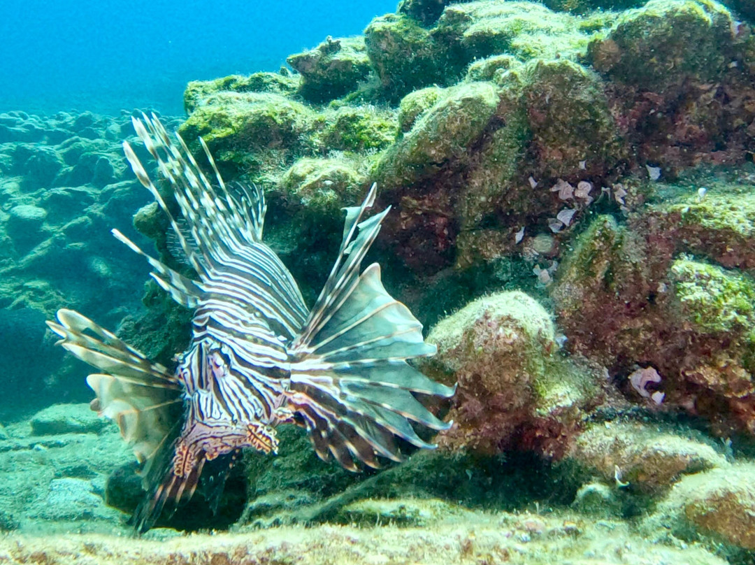 Stay Wet Diving Center-阿希亚贝拉希亚必去景点