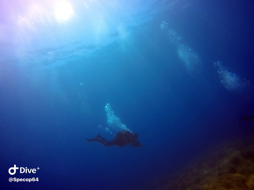 Royal Octopus DIVE CENTER-Kolymbari必去景点