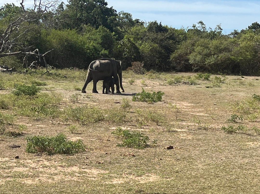 Safari Booking Sri Lanka-Hingurakgoda必去景点