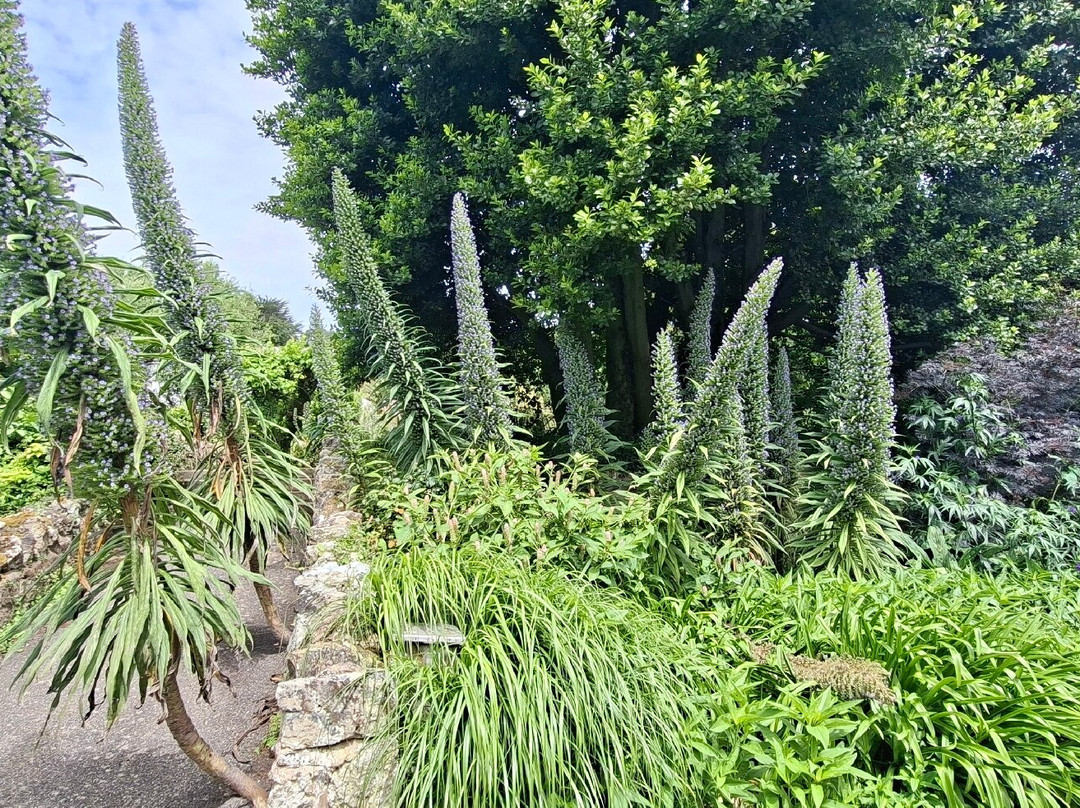 Ventnor Botanic Garden-文特诺必去景点