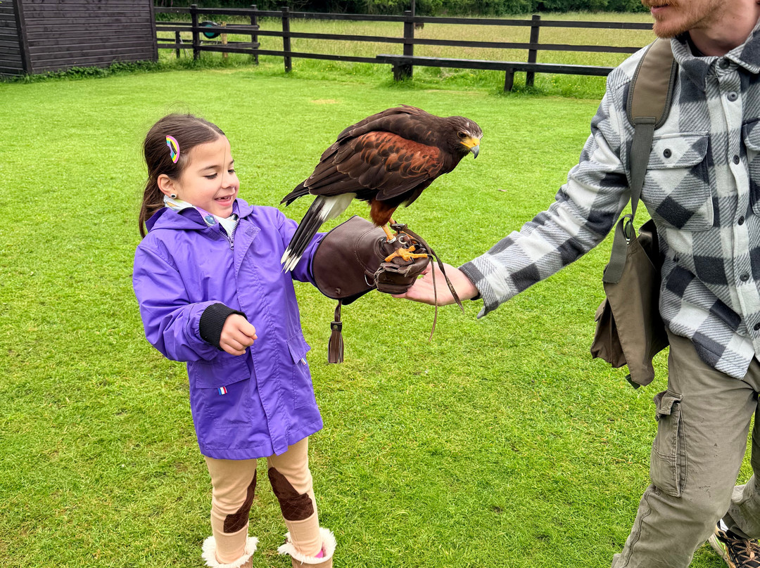 Falconry Kerry-基拉尼必去景点