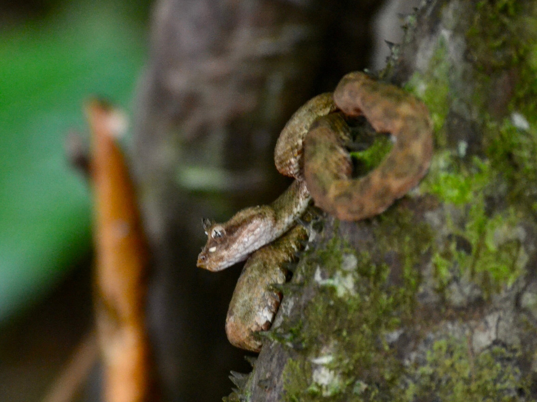 Veragua Rainforest Park-利蒙港必去景点