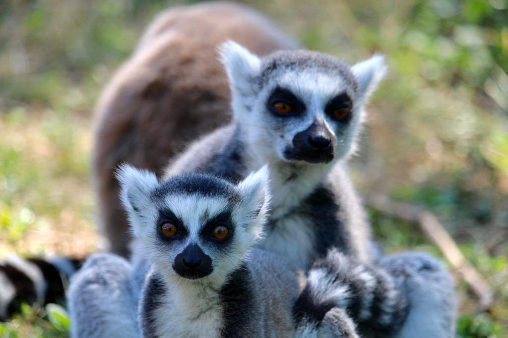 Zoo d'Upie Le Jardin Aux Oiseaux-Upie必去景点