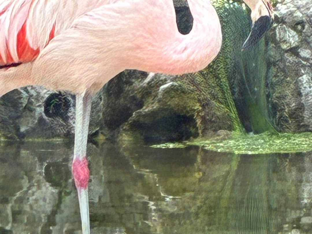Dudley Zoo and Castle-Dudley必去景点