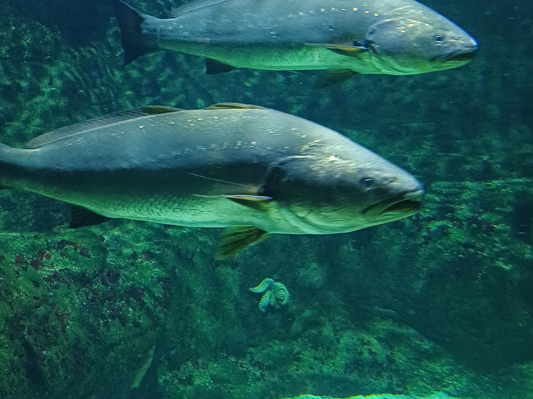 Aquarium La Rochelle-拉罗谢尔必去景点