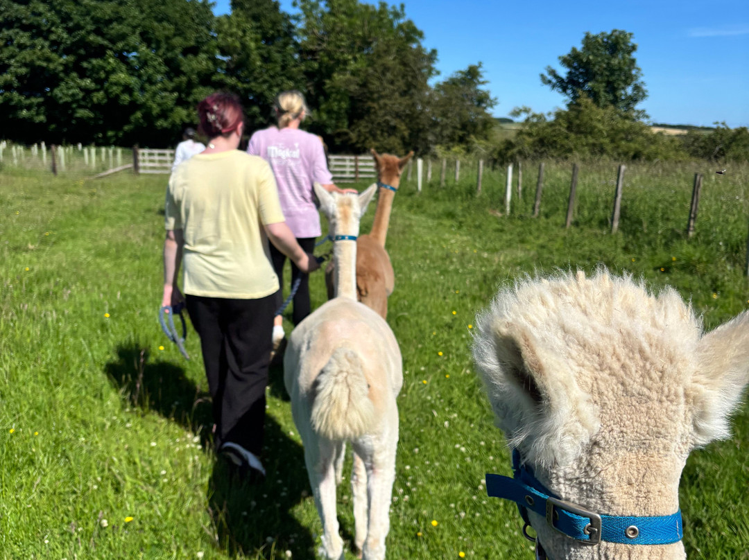 Bowbridge Alpacas Scotland-Peat Inn必去景点