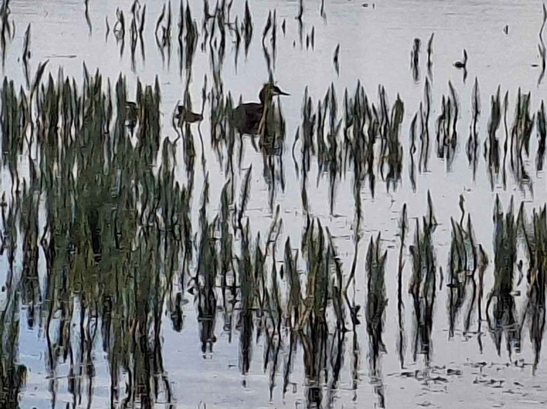 Ross' Wildlife Boat Trips-Mustard Hyrn必去景点