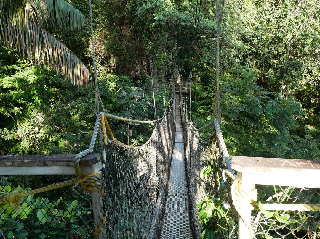 Iwokrama Canopy Walkway-Iwokrama Forest必去景点
