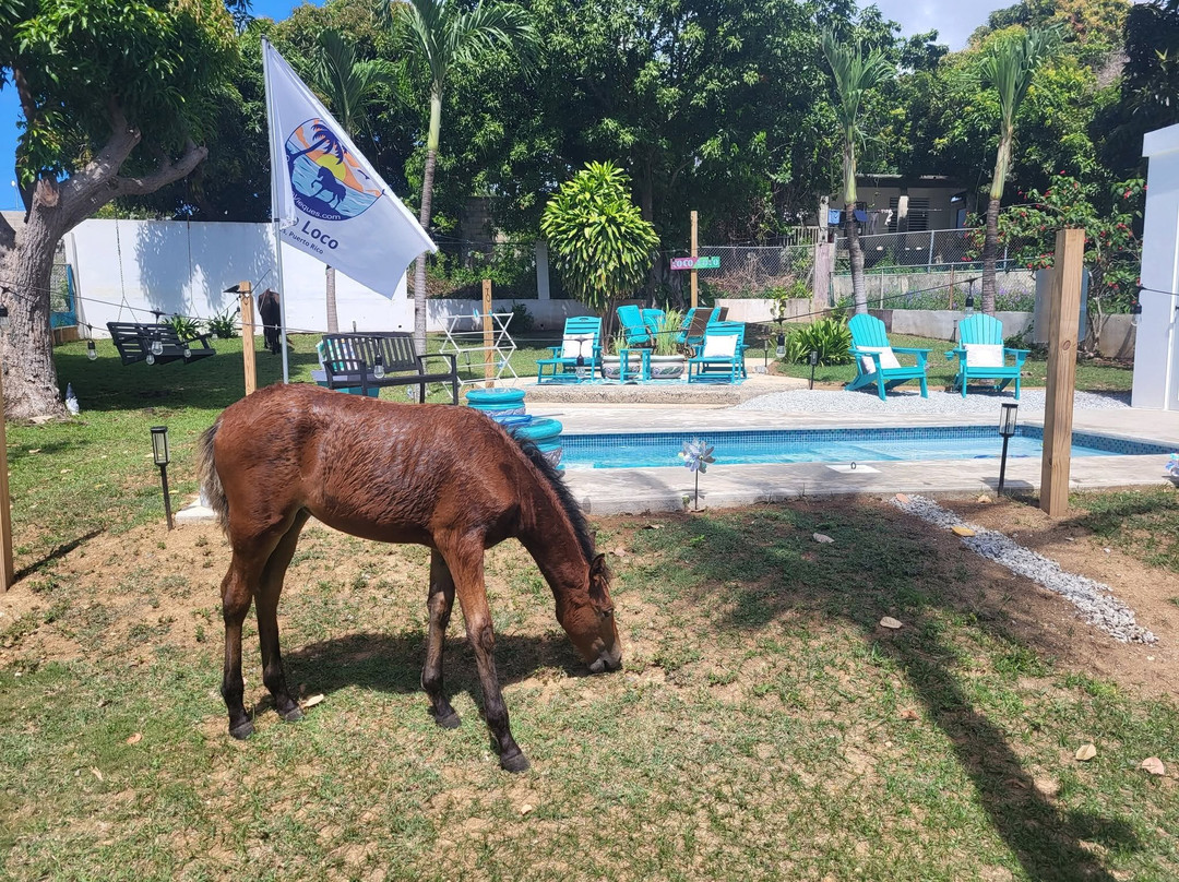 Coco Loco Guesthouse主图