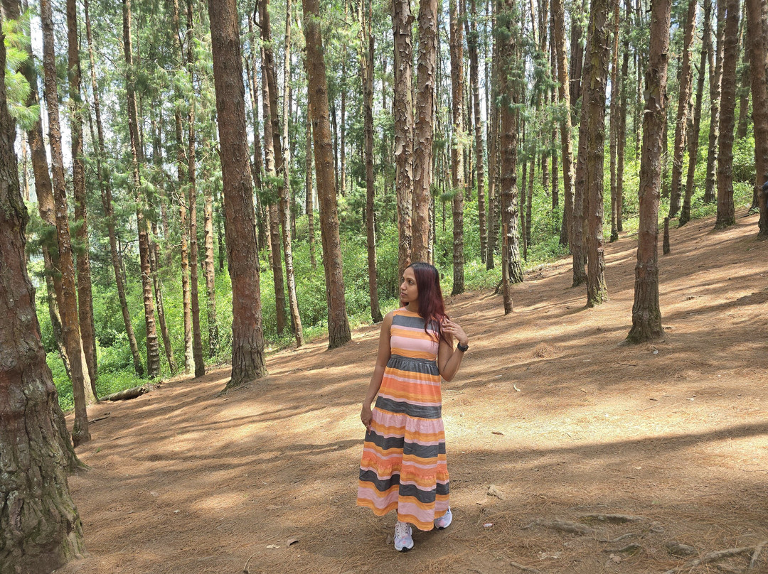 Pine Forest-科代卡纳尔必去景点