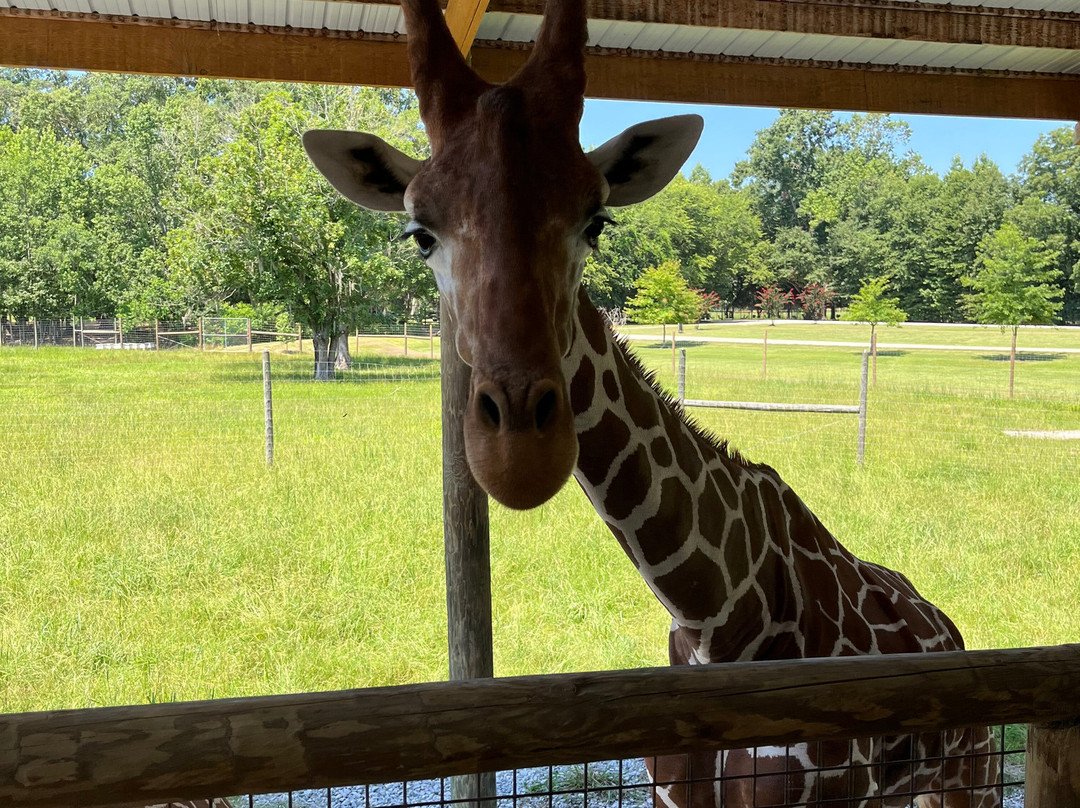 Alabama Safari Park-Hope Hull必去景点