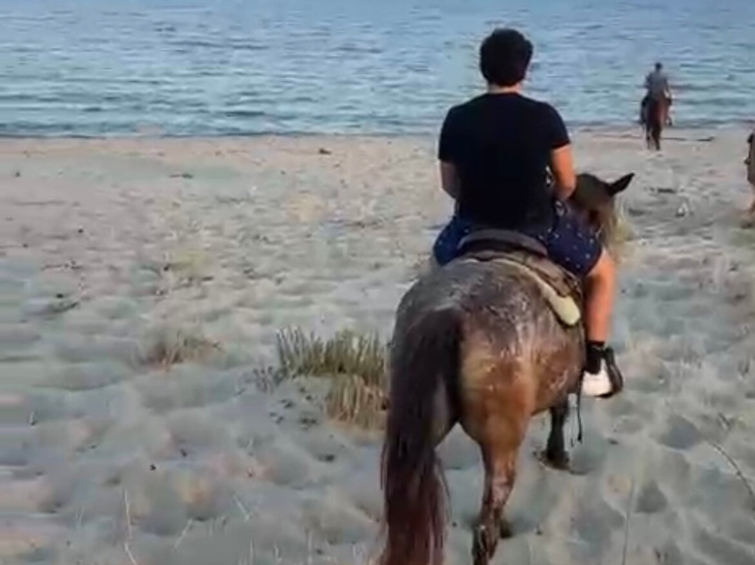 Family Horses 373-5361953-Marina di Ginosa必去景点