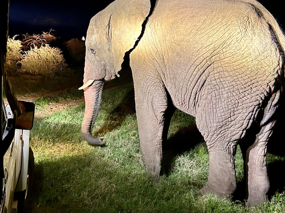 Schotia Safaris Private Game Reserve-伊丽莎白港必去景点