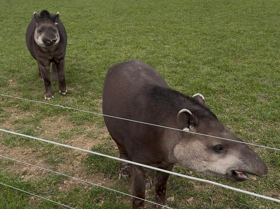 Ardmore Open Farm & Mini Zoo-Ardmore必去景点