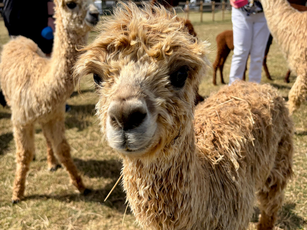 Cotswold Vale Alpacas-伊夫舍姆必去景点