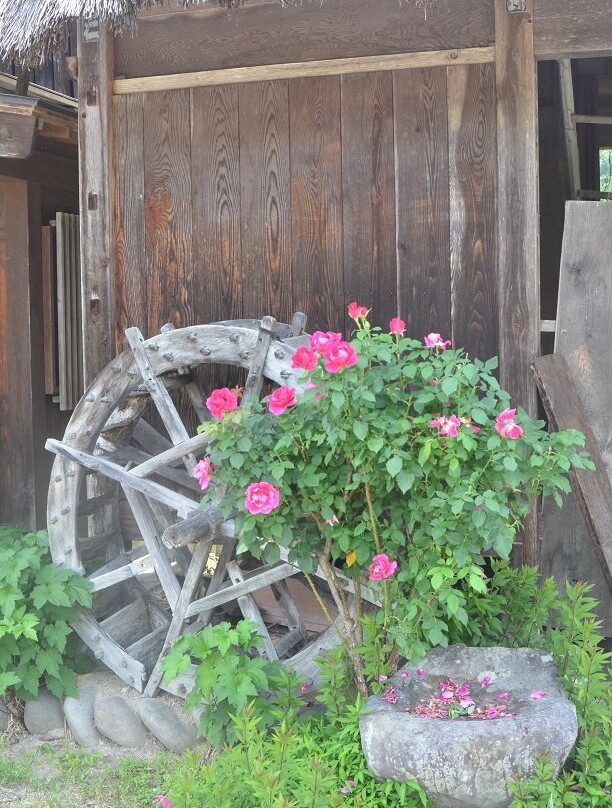 Shirakawago-白川村必去景点