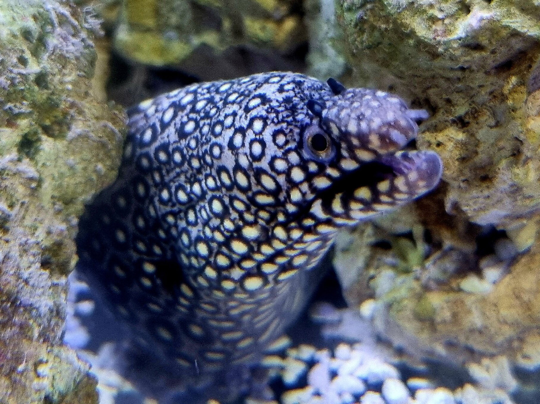 Lake District Coast Aquarium-Maryport必去景点