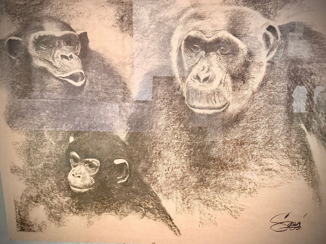 Jane Goodall Chimpanzee Eden Sanctuary-尼斯普鲁特必去景点