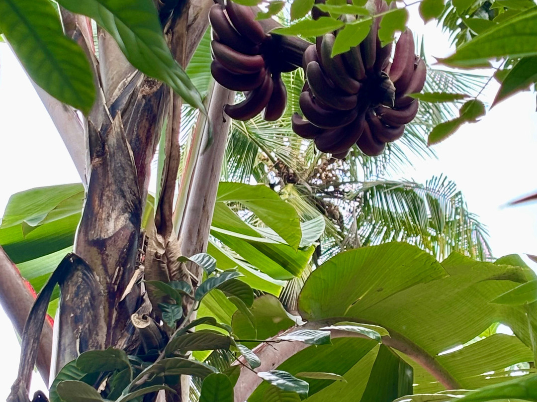 Zanzibar Spice Tour-石头城必去景点