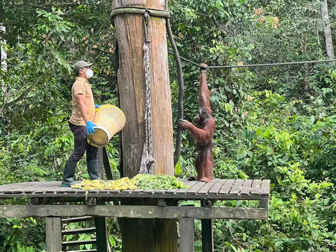 Sepilok Orangutan Rehabilitation Centre-山打根必去景点