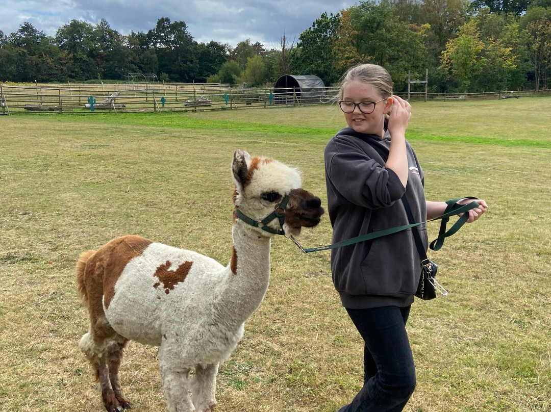 Woodlands Alpaca Farm-沃灵顿必去景点