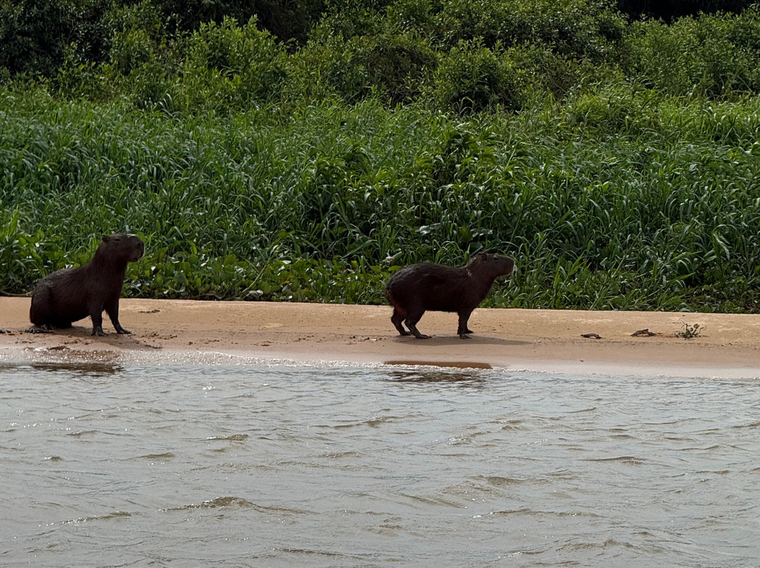Wetland Jaguar Experience-波科内必去景点