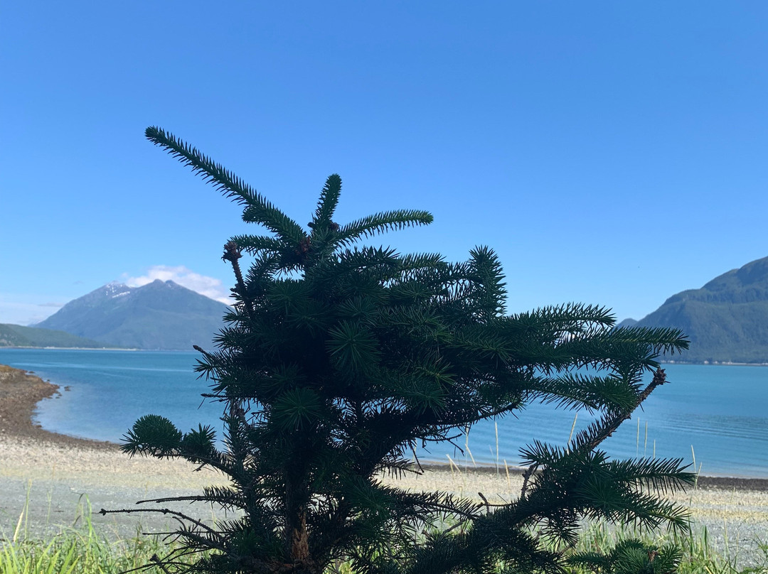 Chilkat Bald Eagle Preserve-海恩斯必去景点