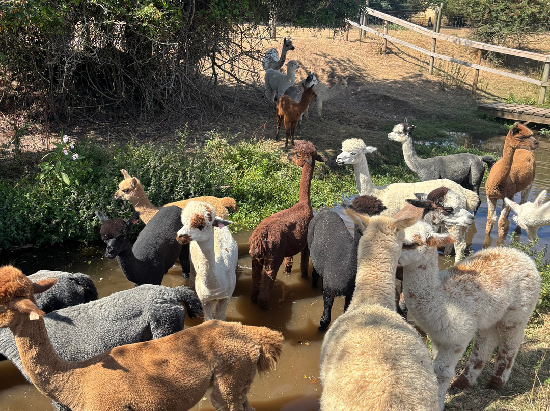 Faerie Tale Alpacas-凯尼尔沃思必去景点