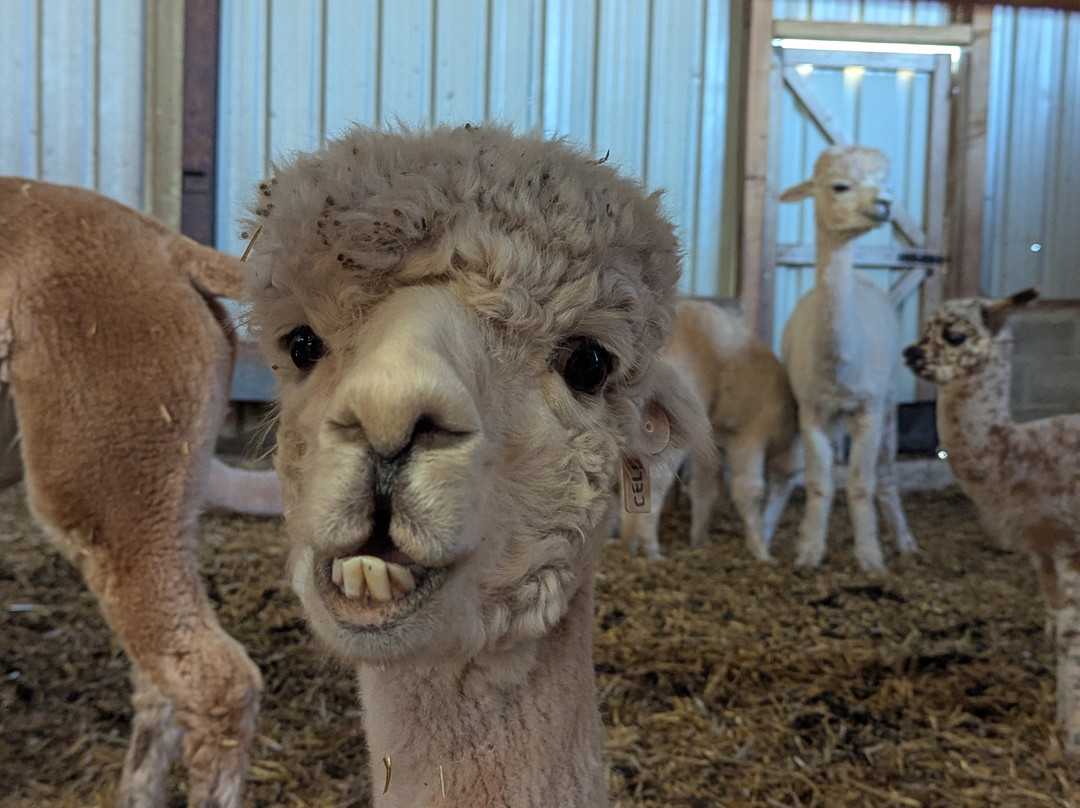 Pembrokeshire Alpaca Trekking-腾比必去景点